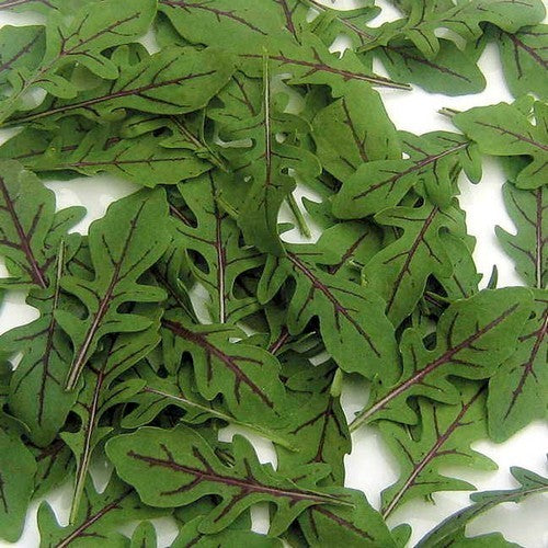 Roodnerf-Rucola 'Dragons Tongue'