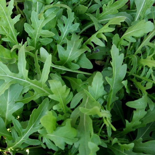Wilde rucola 'Sylvetta'