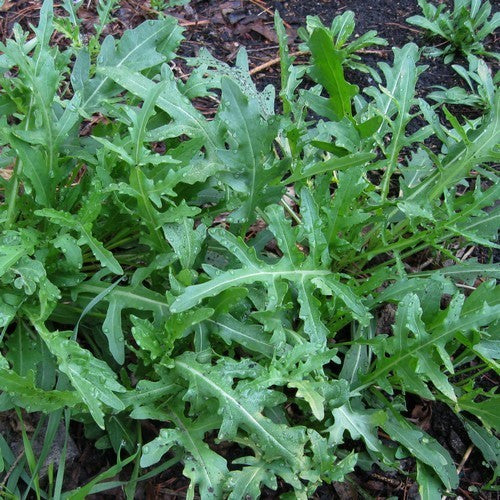 Wilde rucola