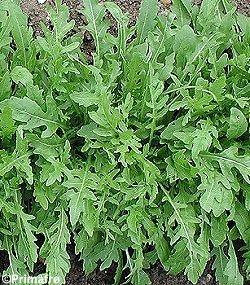 Wasabi Arugula