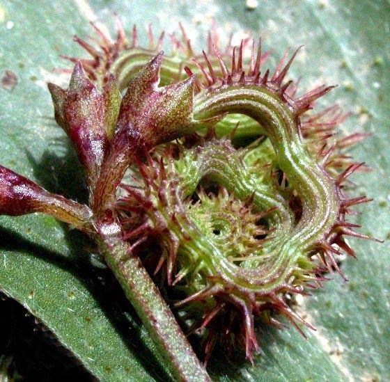 Rupsjesvrucht