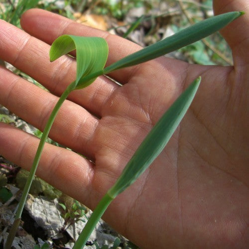 Salomons-Asperge