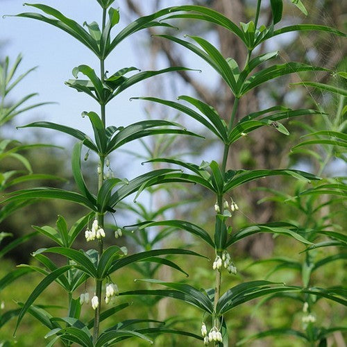 Salomons-Asperge