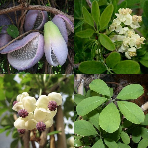 Schijnaugurk 'Alba'