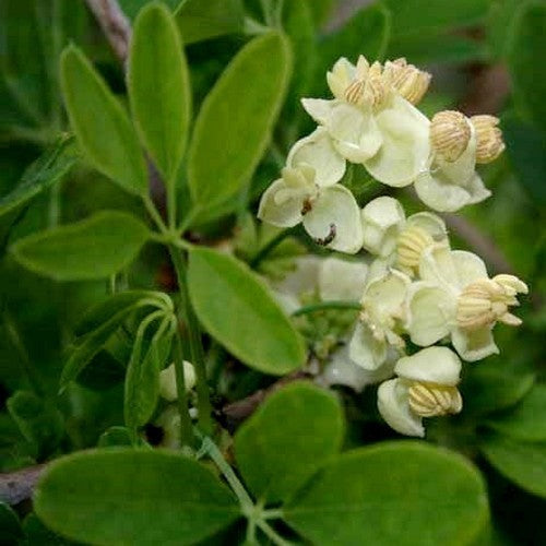 Schijnaugurk 'Alba'