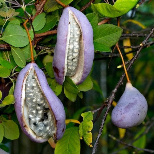 Schijnaugurk 'Alba'