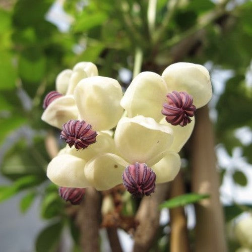 Schijnaugurk 'Alba'