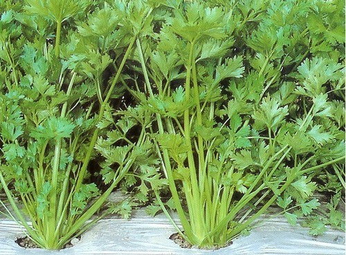 Tropische Snijselderij 'summer' / 'Light Yellow Green' / 'Ti'