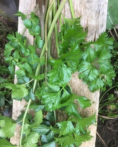 Celery 'Lusthof Mix'