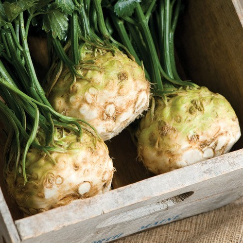 Celeriac 'Alpha'