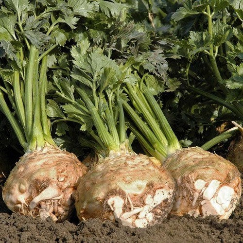 Knolselderij 'Balena' F1