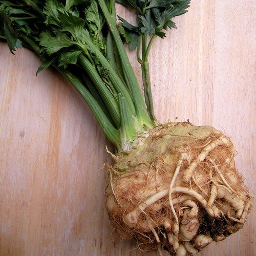 Celeriac 'Roem van Zwijndrecht'
