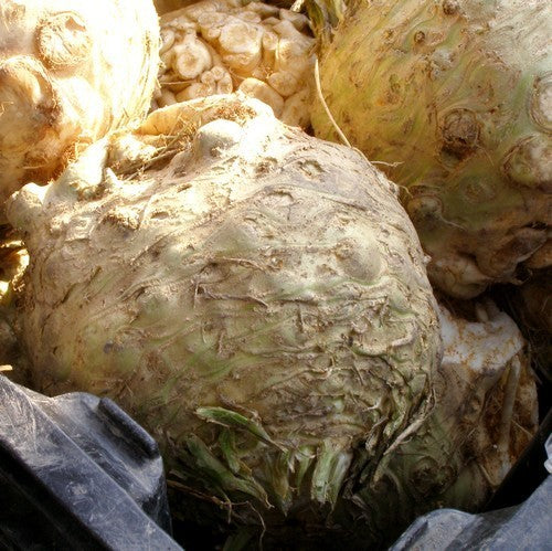 Celeriac 'Roem van Zwijndrecht'