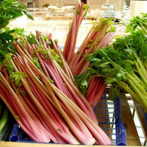 ROZERODE BLEEKSELDERIJ 'Clayworth Prize Pink' / 'Red Soup'