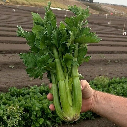Bleekselderij 'Gimli' F1