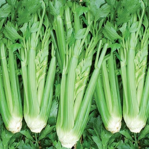 Bleekselderij 'Green Pascal'