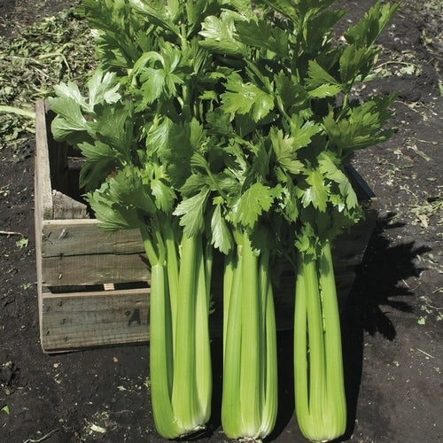 Bleekselderij 'Hadrian' F1