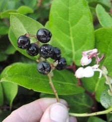 Shallonfruit