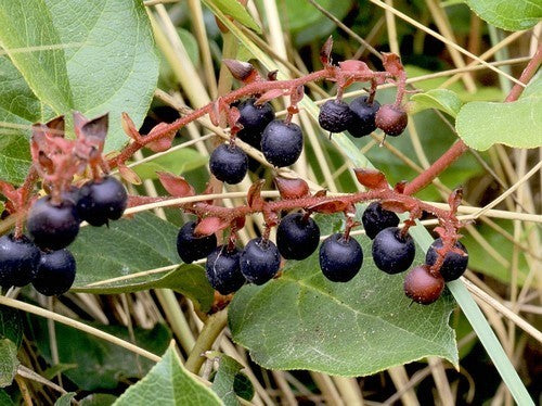 Shallonfruit