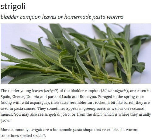 Catchfly
