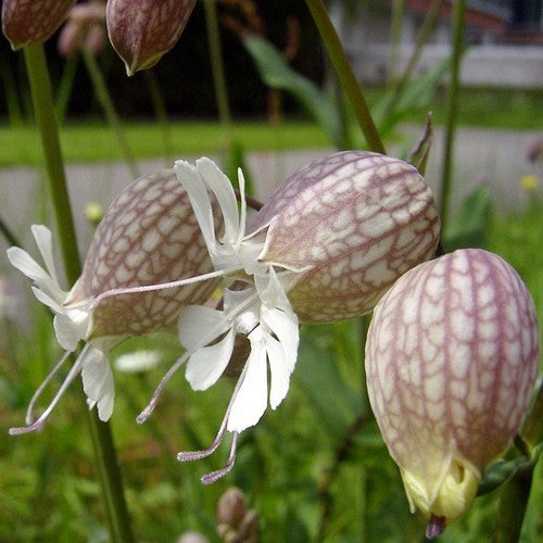 Catchfly
