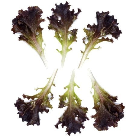 Batavian lettuce 'Apache RZ' / 'Ligier RZ'