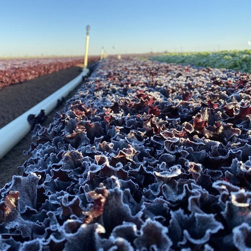 Batavian lettuce 'Apache RZ' / 'Ligier RZ'