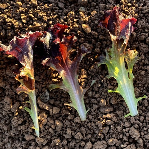 Batavian lettuce 'Apache RZ' / 'Ligier RZ'