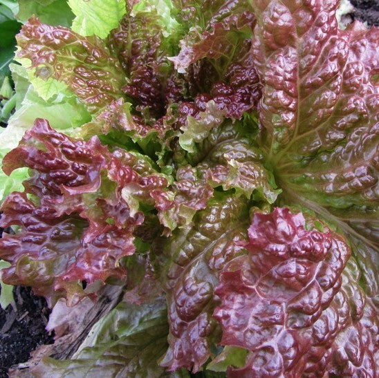 Bataviasla '(Rouge) Grenobloise' / 'Carminia'