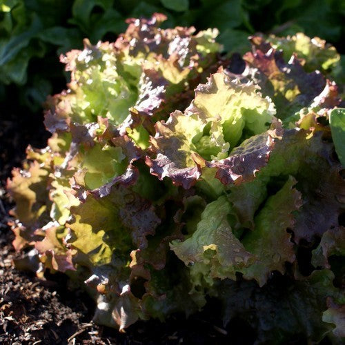 Bataviasla '(Rouge) Grenobloise' / 'Carminia'