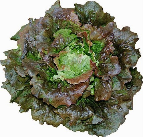 Bataviasla '(Rouge) Grenobloise' / 'Carminia'