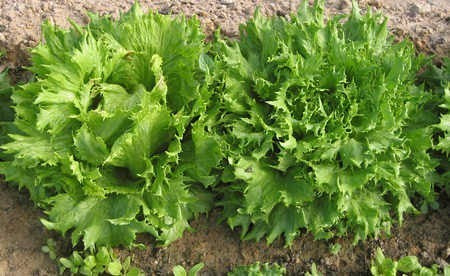 Bataviasla ‘Reine des Glaces’ / 'Ice Queen' / ‘Frisée D’