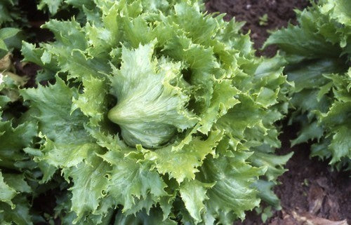 Bataviasla ‘Reine des Glaces’ / 'Ice Queen' / ‘Frisée D’