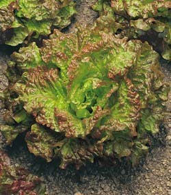 Bataviasla 'Maravilla de Verano' Sel.canasta