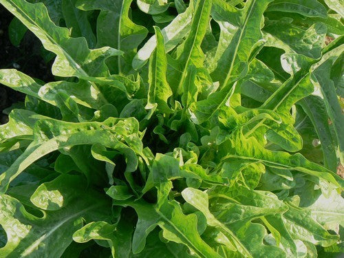 Bindsla 'Deer Tongue Green'