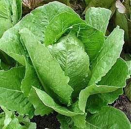 Romaine Lettuce 'Green Cos' / 'Blonde Lattuga Cos'