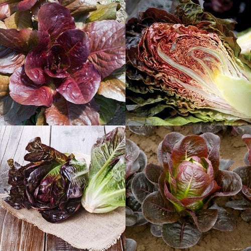 Romaine Lettuce 'Red Romaine Cos'