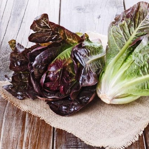 Romaine Lettuce 'Red Romaine Cos'