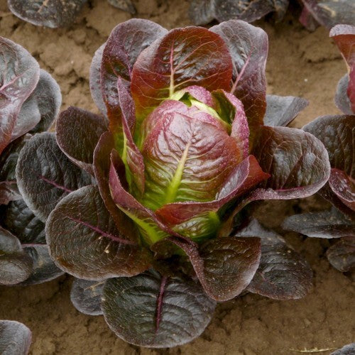 Romaine Lettuce 'Red Romaine Cos'