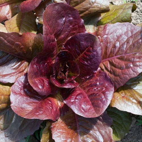 Romaine Lettuce 'Red Romaine Cos'