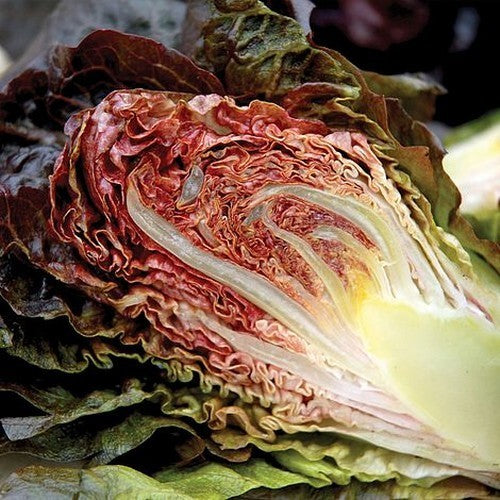 Romaine Lettuce 'Red Romaine Cos'