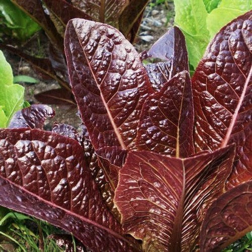 Lettuce 'super Red Romaine'