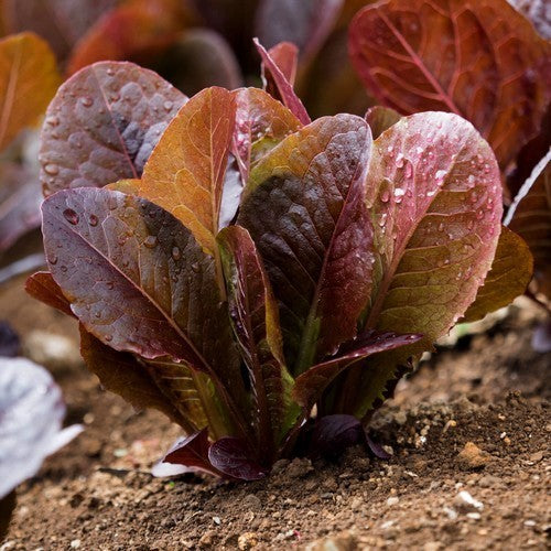 Lettuce 'super Red Romaine'