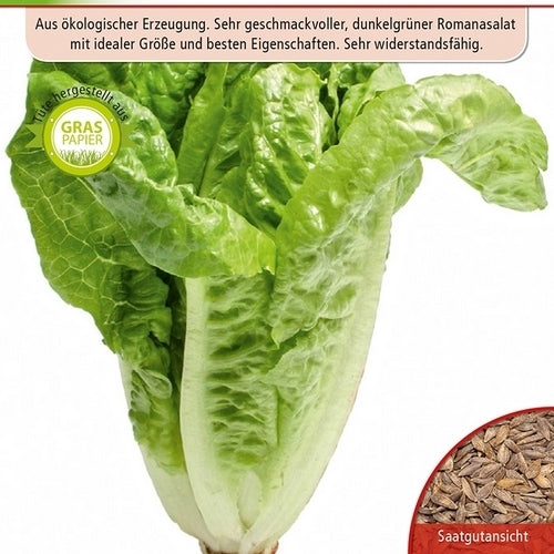 Mini Bindsla 'XaRoma' (Kleintje Sla)