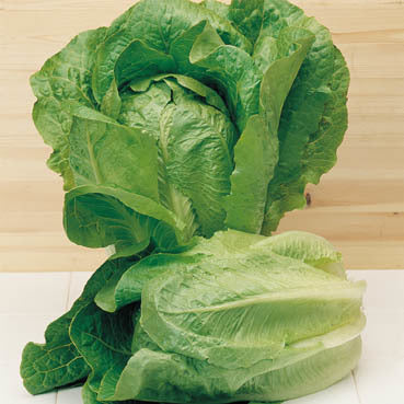 Lettuce 'Winter Density' / 'Dark Green Winter'