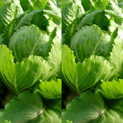 Romaanse IJssla 'Crunchita' RZ