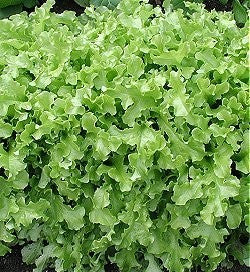 Eikenbladsla 'Green Salad Bowl'