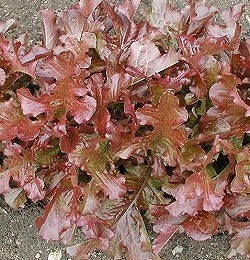 Eikenbladsla 'Red Salad Bowl'