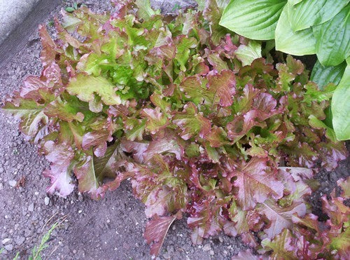 Eikenbladsla 'Red Salad Bowl'