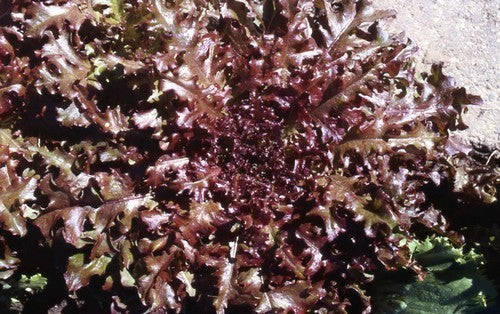 Eikenbladsla 'Red Salad Bowl'